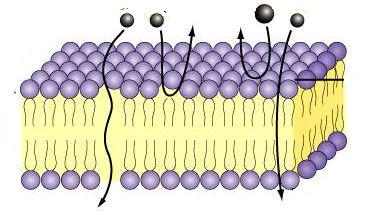 Liquido extracellulare Solubilità lipidi Dimensione molecole Composizione strato lipidico Spessore membrana Gradiente di Concentrazion Liquido