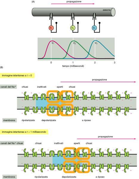 Propagazione di un potenziale d azione lungo un assone: I canali del Na+ si attivano e disattivano, dando origine ad un potenziale d azione che