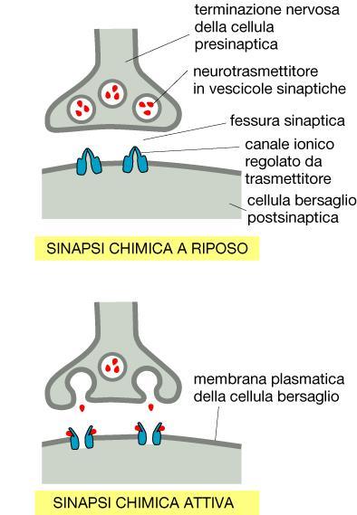 Nella sinapsi chimica, il segnale elettrico presinaptico (impulso