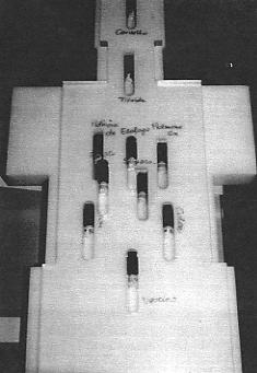 Il fantoccio antropomorfo Jimmy Progettato presso l INFN, sezione di Torino, in collaborazione con il JRC (Joint Research Center) di Ispra (Va); per la dosimetria neutronica.
