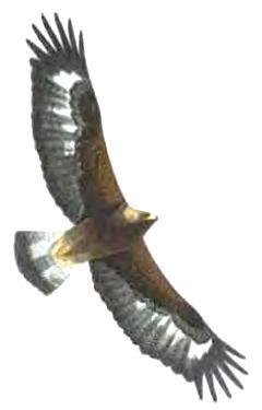 Aquila