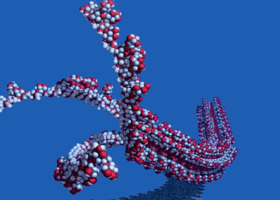 sistemi scleroglucano/acqua scleroglucano: polisaccaride non ionico di origine fungina unità glucopiranosidiche possibilità di formazione di gel fisici legata alla