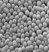 dispersioni di nanoparticelle (PTFE) G', G'' [Pa] 1000000 66.2 wt% 63.0 wt% 10000 66.2 wt% 50.7 10000 1000 G [Pa.s] 100 1 61.6 wt% 0.01 54.3 wt% 0.
