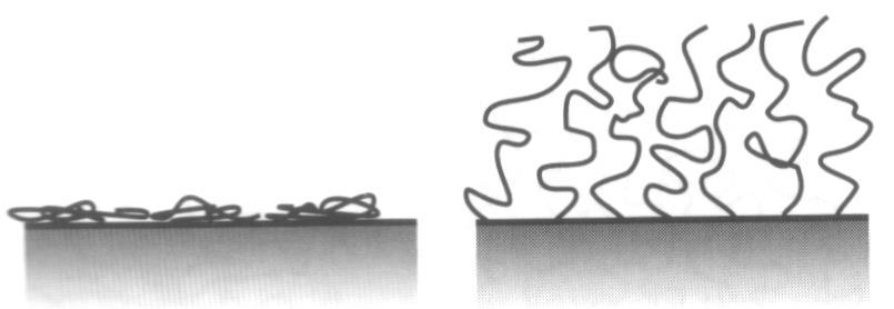 effetti strutturali indotti da variazioni di ph lattici stirene-butadiene carbossilati : aumento dello spessore del hairy layer per aumento del ph o per aumento