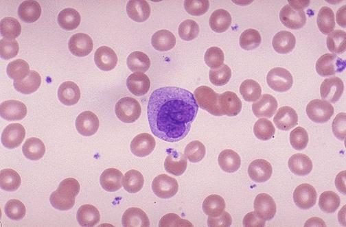 Fagociti mononucleati Monociti (sangue)