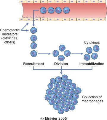 Meccanismi per l accumulo dei macrofagi nei tessuti: Reclutamento dei monociti dal microcircolo