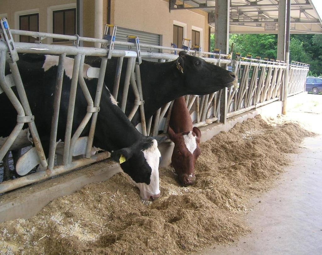 RAZIONAMENTO VACCA DA LATTE Svezzamento vitelli Manze Vacca