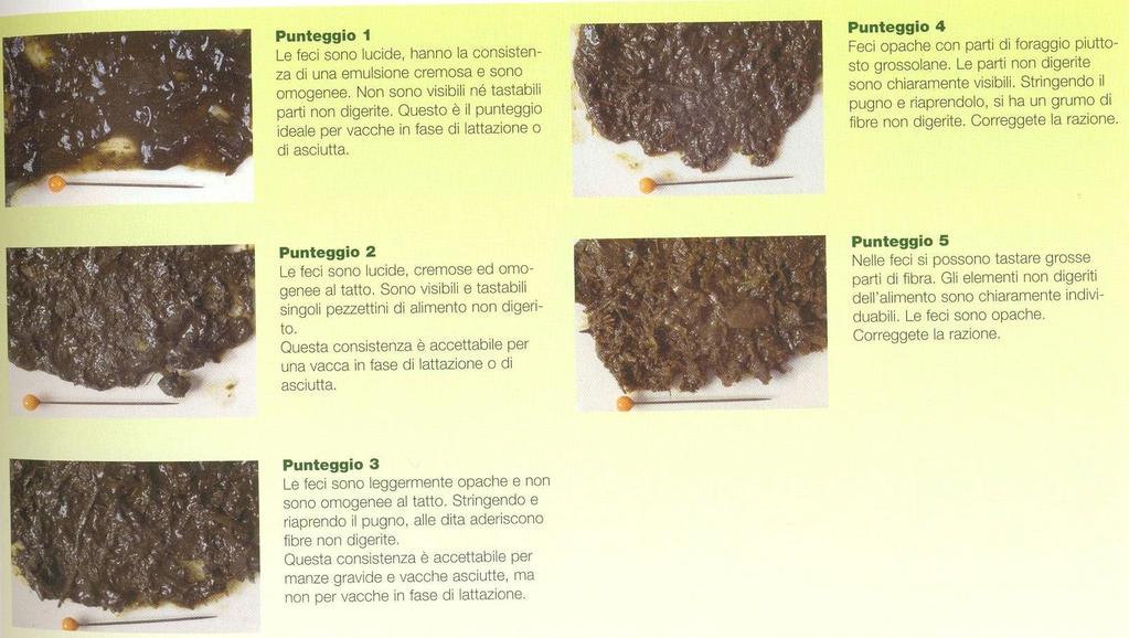 Condizione degli animali Valutazione BCS in funzione del momento fisiologico Valutazione stato di salute (mucose, piede, mantello) Osservazione delle