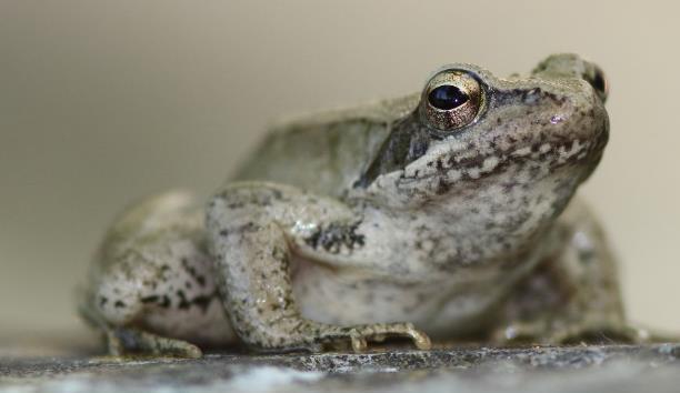 un Saettone con alcuni caratteri intermedi (Zamenis longissimus/lineatus).