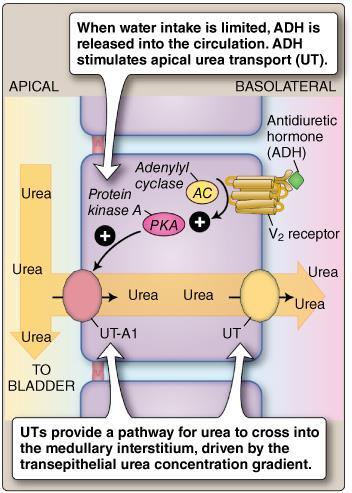 Nel rene l urea viene filtrata nel glomerulo Metà viene riassorbita, il resto viene eliminato con le urine Il riassorbimento avviene per Gradiente di concentrazione (quando l H20 viene riassorbita