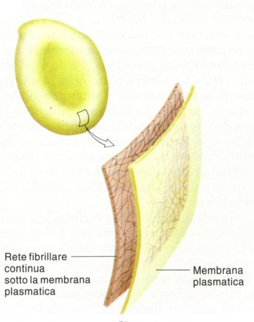 rinforzo interna alla membrana che permette alla cellula di modificare la propria