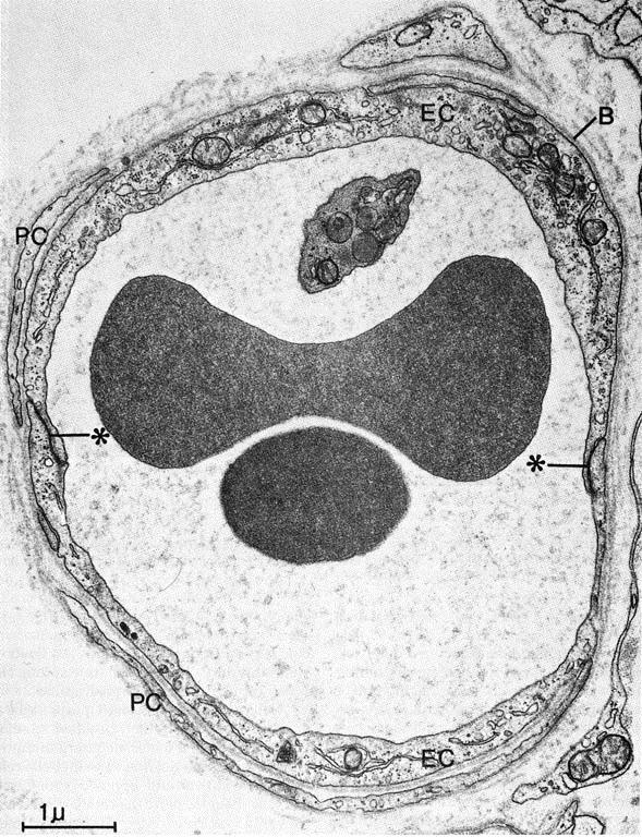 due globuli rossi (e una piastrina) in un vaso capillare la forma del globulo rosso favorisce anche il suo scorrimento
