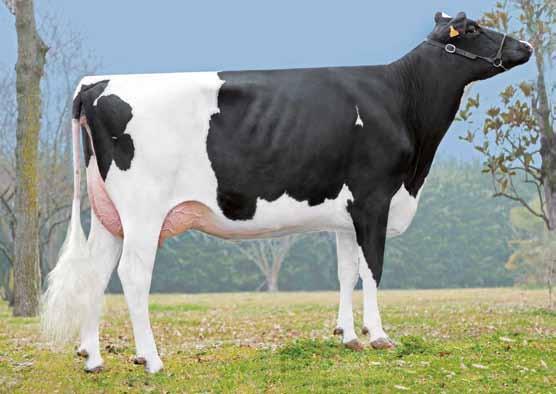na: Matilda Millbred Gumboots EX90 4 05-10 305g 12701kg 3,87%g 3,20%p speciale Wellness wellness (Zoetis) ma ME 111 107 RP CH 108 107 P.