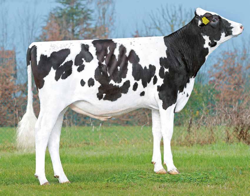 Ve. 21 Lightman +1498 NL000865720468 - CF PF TM TV TL TY - aaa 243 CHARLEY SILVER HEADLINER Supershot Mogul Mogul Snowman Robust Planet madre: Lakeside Silver Lilly nonna: CNN H Liner Lillie VG85 1