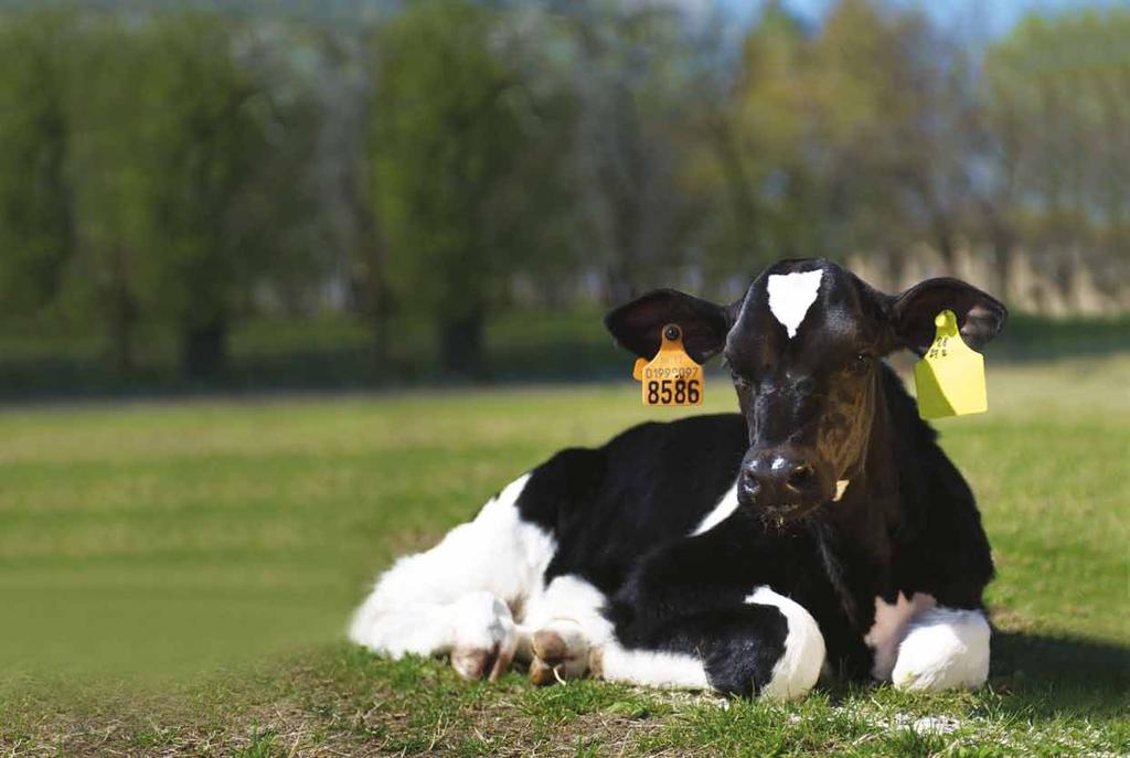 4 vitelli più sani, allevamento più proficuo VALUTAZIONE DEL PRODOTTO INMUPRO COME EFFETTO SULLE PERFORMANCE DI ACCRESCIMENTO DEI VITELLI Per un vitello sano le prime settimane di vita sono
