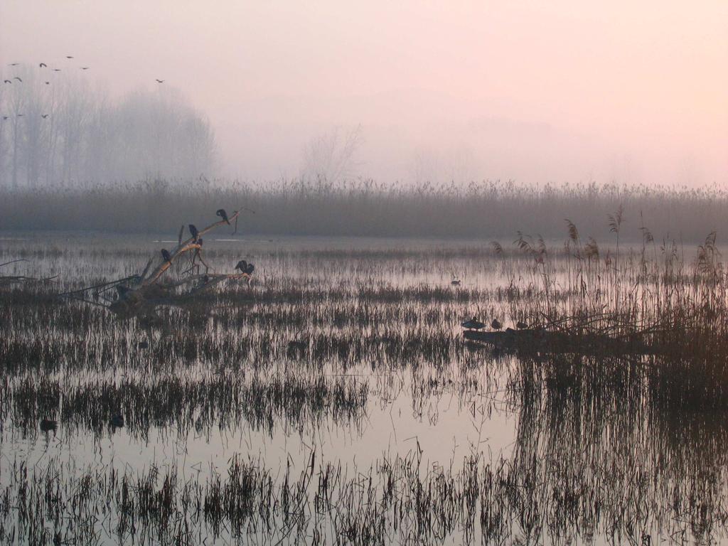 Padule di Fucecchio in