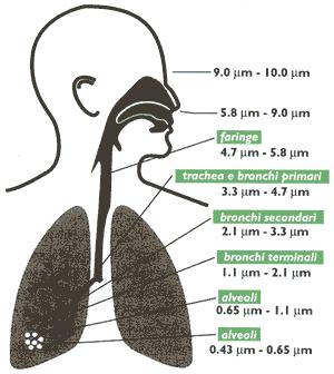 I l materiale particolato che compone le polveri diffuse nell aria quando viene inalato si deposita in ogni