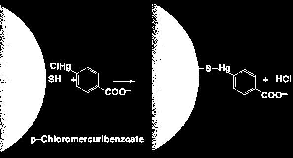 Esempi di inibizione irreversibile Molti veleni e composti mercuriali (reagiscono con -SH dei residui di Cys) Cianuro, reagisce con gli ioni