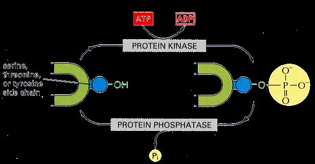 Regolazione dell attività enzimatica: Modificazione degli enzimi mediante Fosforilazione La