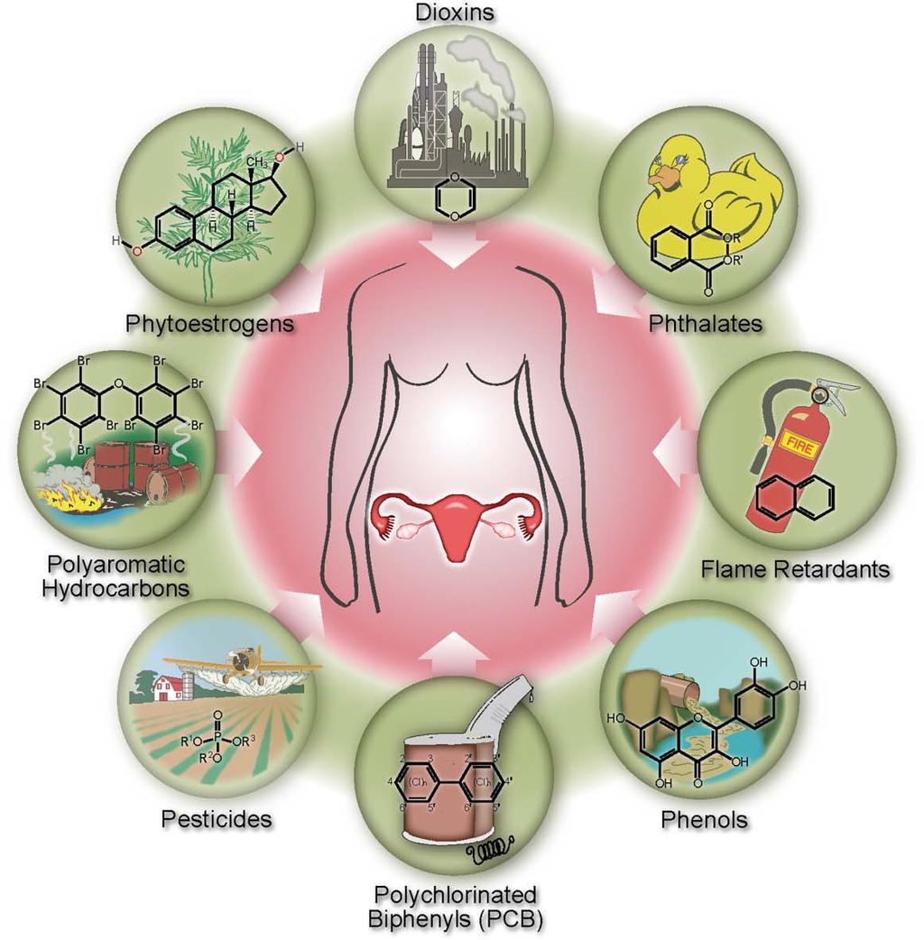 Developmental exposure to estrogenic and anti-androgenic endocrine disrupting chemicals (EDCs)