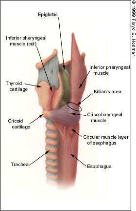 FASE FARINGEA Incoordinazione deglutizione-respirazione Contrazione anomala o ritardata dei muscoli della parete faringea Posizionamento alterato dell epiglottide Riduzione dell escursione dell