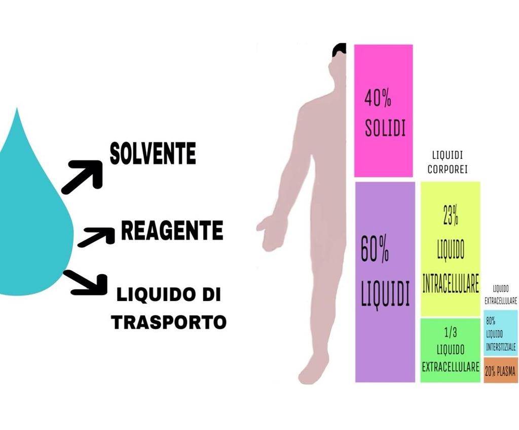 Funzioni dell acqua nei viventi