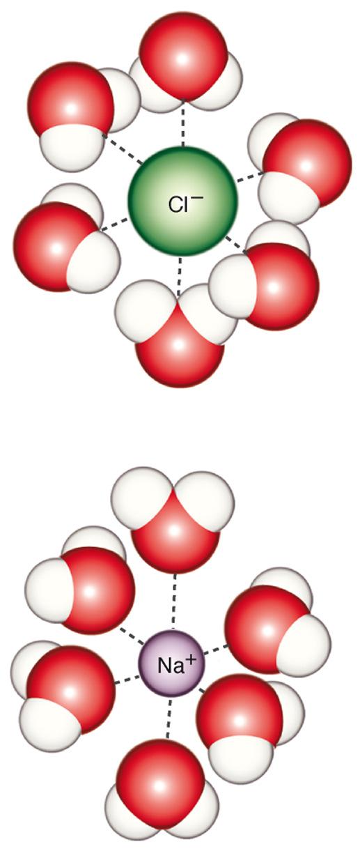 Nella formazione di una soluzione le molecole di solvente circondano le molecole di soluto. Tale fenomeno è chiamato solvatazione ed è dovuto alle attrazioni che si esercitano fra solvente e soluto.