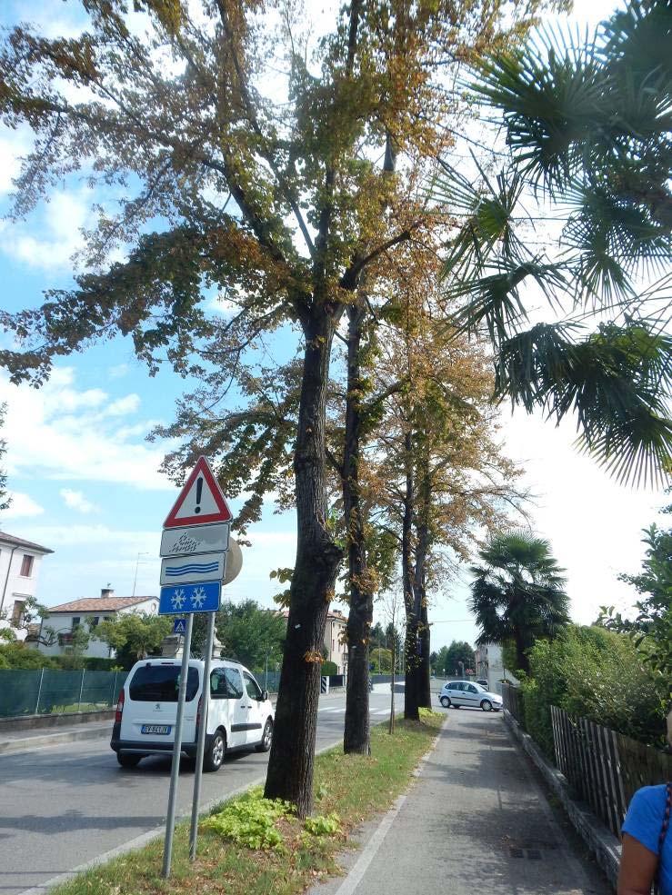 vigoria con anomala bronzatura fogliare e presenza al colletto di fioritura di Ganoderma su circa il 30% della