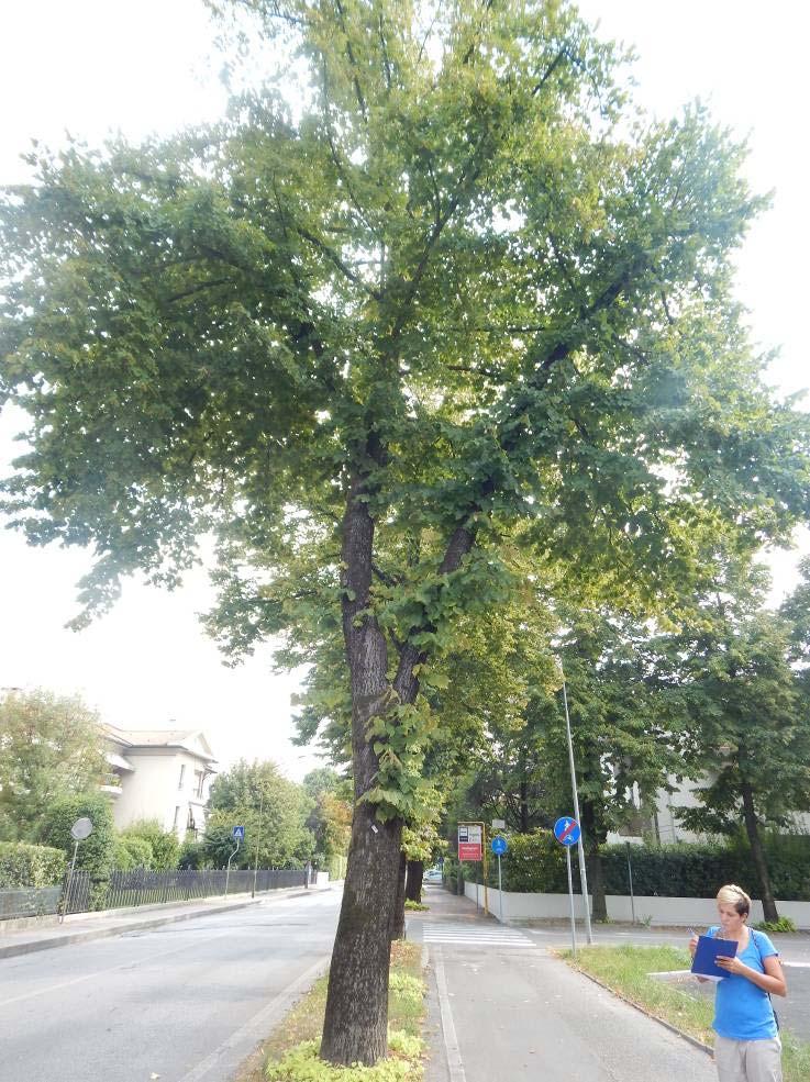 Alla base nella zona del piatto radicale si nota la fioritura di un carpoforo per ora non identificabile. L'analisi strumentale non rileva gravi anomalie strutturali.