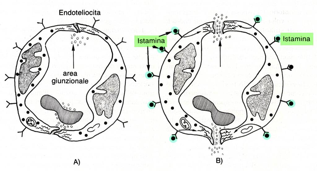 A livello del microcircolo l istamina agisce sulle: Cellule endoteliali provocando aumento della