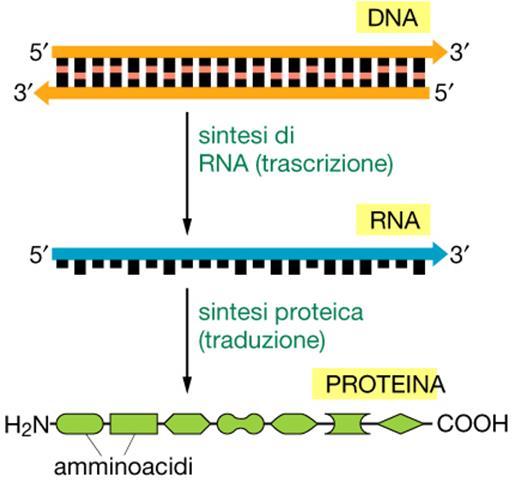 ESPRESSIONE GENICA GENE (UNITÀ FUNZIONALE DEL DNA) (NUCLEO