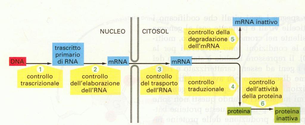 PROTEINE DI REGOLAZIONE CHE INTERAGISCONO CON SEQUENZE DI CONTROLLO DEI GENI (PROMOTORE, ENHANCER, SILENCER) REGOLAZIONE POST-TRASCRIZIONALE e TRADUZIONALE microrna REGOLAZIONE