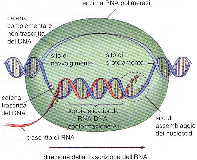 TRASCRIZIONE 1) RNA POLIMERASI catalizza la formazione dei legami fosfodiestere della catena di RNA PROCARIOTI: ENZIMA UNICO EUCARIOTI: I (rrna), II (mrna), III (trna) 2) DNA STAMPO 3) NUCLEOSIDI