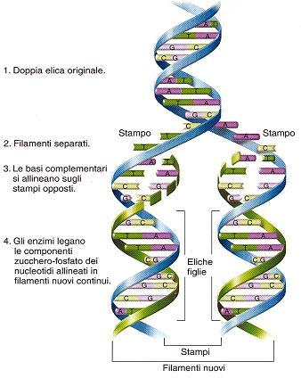 REPLICAZIONE DEL DNA