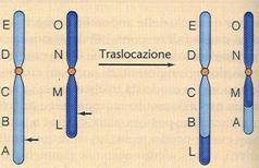 un segmento di cromosoma TRASLOCAZIONE
