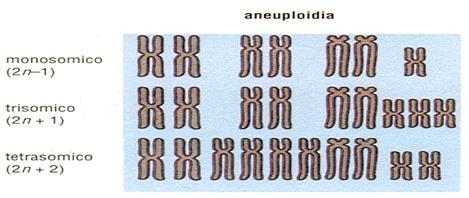 MUTAZIONE GENOMICHE ANOMALIE NEL NUMERO DEI CROMOSOMI POLIPLOIDIE acquisto di interi assetti cromosomici ANEUPLOIDIE perdita o aggiunta di uno o più