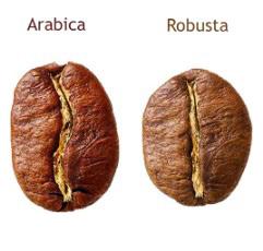 Secondo la leggenda, il caffè venne scoperto intorno all anno 1000 d.c. in Etiopia, da un pastore di nome Kaldi.