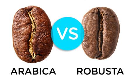 Arabica e robusta a confronto Il caffè è una pianta tropicale che può raggiungere i 10 m di altezza, ma è coltivata mantenendola a circa 2 m per rendere agevole la raccolta dei frutti.