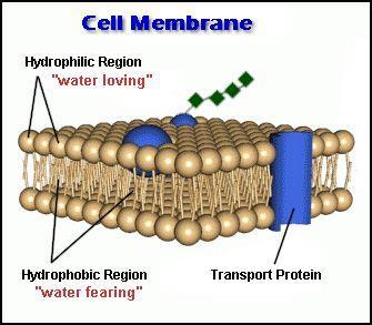 Membrana citoplasmatica è sede di scambio di