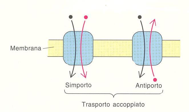 UNIPORTO: il carrier può trasportare un solo tipo di sostanza TRASPORTO ACCOPPIATO: il carrier trasferisce contemporaneamente due tipi di sostanza Co-trasporto (o simporto) Contro-trasporto (o