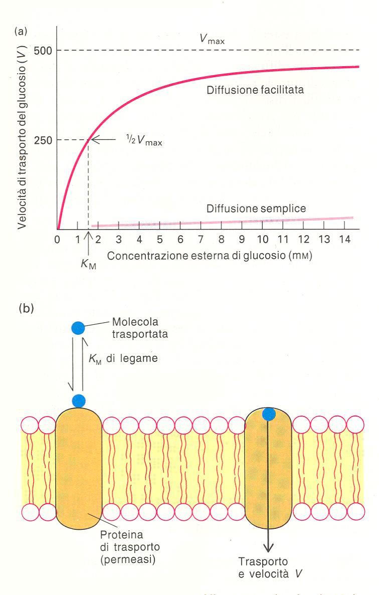 Trasporto del glucosio Trasportatori di glucosio (Glu) espressi da tutte le cellule dell organismo: GLUT1