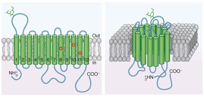 mantenuta bassa dalla trasformazione del Glu in Glicogeno Nelle cellule epitaliali, che assorbono