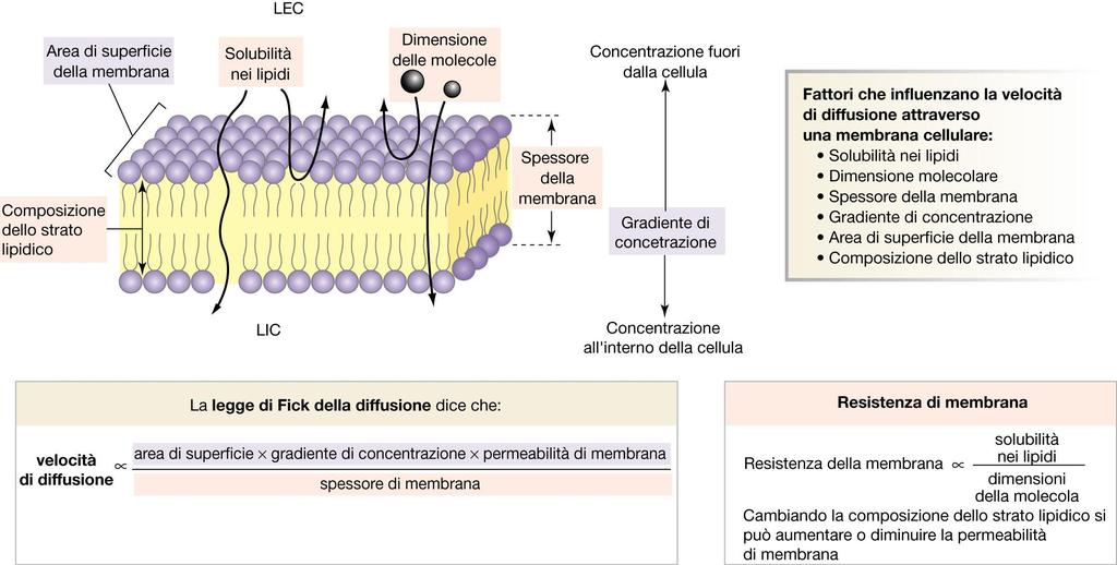 Diffusione attraverso membrane biologiche J S = P C con P = D m r/ x =