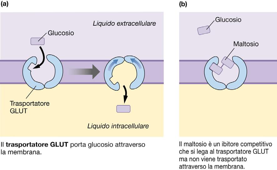 INIBIZIONE Nel sistema di trasporto del glucosio, il maltosio è un inibitore: compete con il glucosio per il sito di legame, ma una volta legato è troppo grande per essere