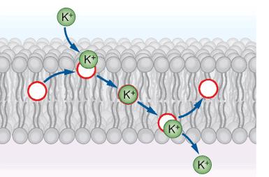 Es. valinomicina che avvolge lo ione K + schermandone la carica elettrica e forma un complesso liposolubile