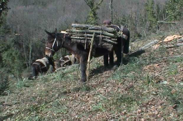 SISTEMI DI LAVORO del legno corto S.W.