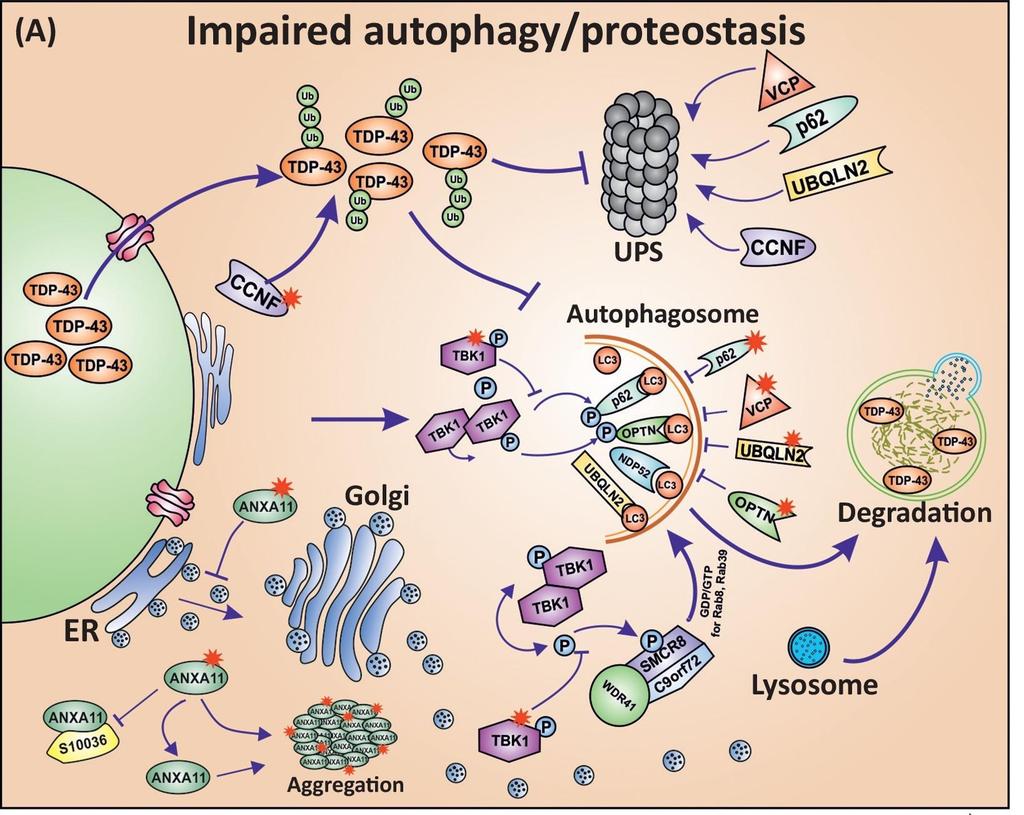aggregazione proteica