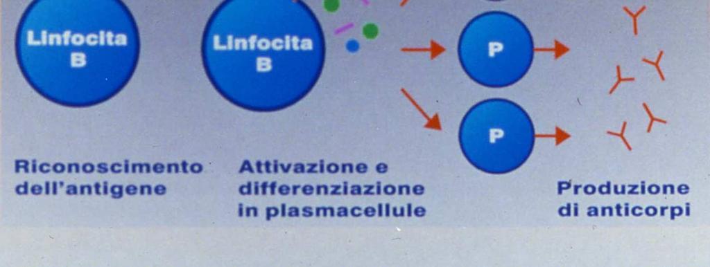 Plasmacellula 1. Riconoscimento dell antigene 2.