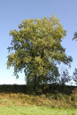 37 38 Quercus