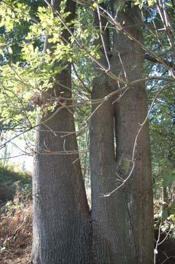 Quercus Lago